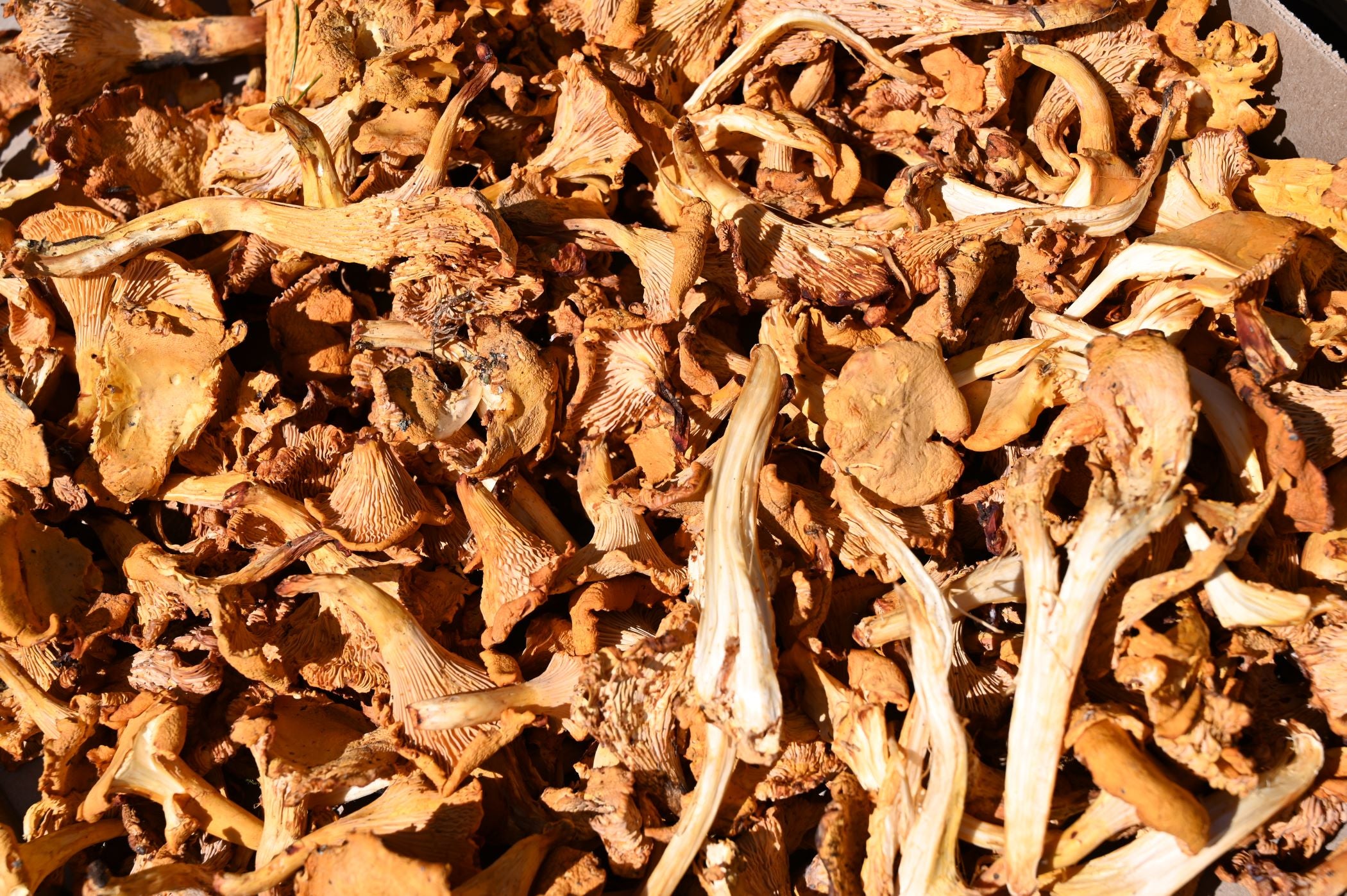 Dried Chantrelles 50g