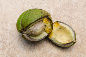 Hickory Nuts 225g shell on
