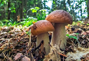 Dried Porcini 50g