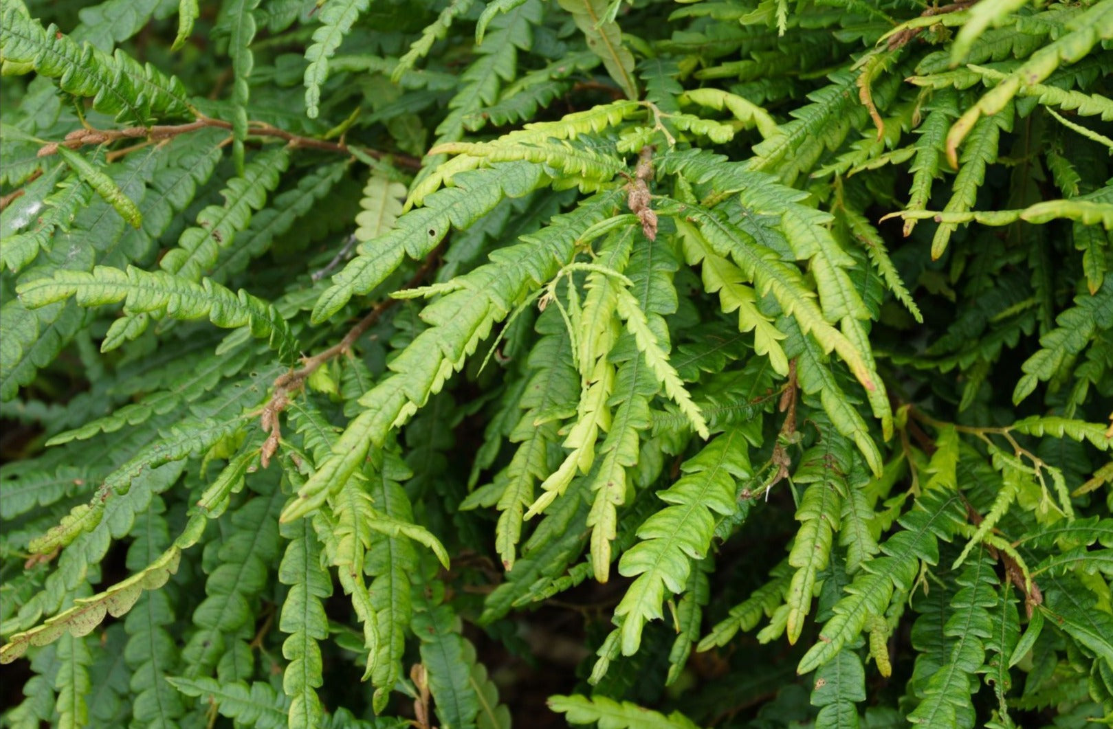 Sweet Fern 20g